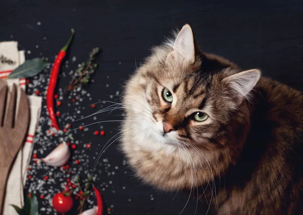 Niedliche Katze Macht Chaos Auf Dem Tisch — Stockfoto