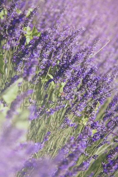 Blommande Aromatisk Lavendelblommor Fältet — Stockfoto
