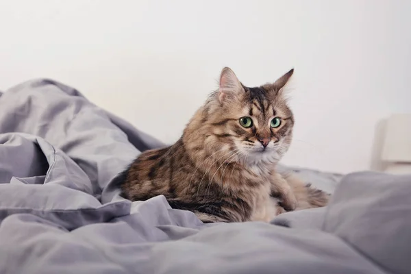 Porträt Einer Niedlichen Flauschigen Katze Die Sich Drinnen Entspannt — Stockfoto