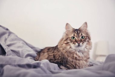 İç rahatlatıcı sevimli bir kabarık kedi portresi