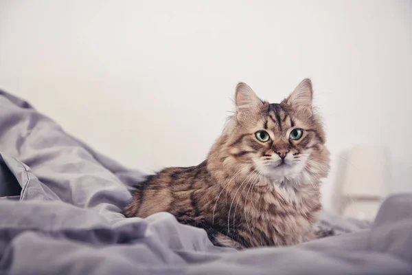Porträt Einer Niedlichen Flauschigen Katze Die Sich Drinnen Entspannt — Stockfoto