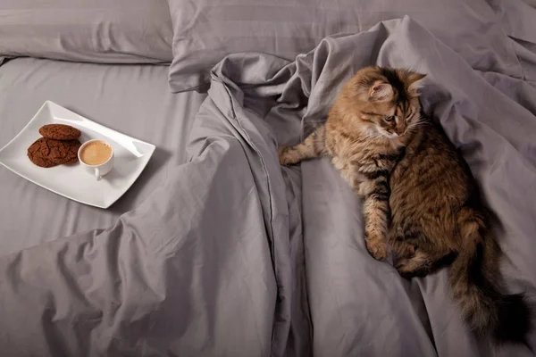 Morgenkaffee Bett Mit Süßer Katze — Stockfoto