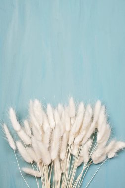 Bunny kuyruk çimen grup ile mavi arka plan