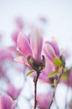 Bahar parkta blooming güzel Manolya ağacı