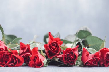 Açık arkaplanda güzel kırmızı güller