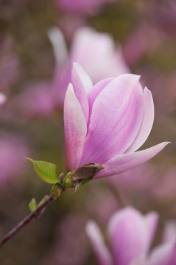 Bahar parkta blooming güzel Manolya ağacı