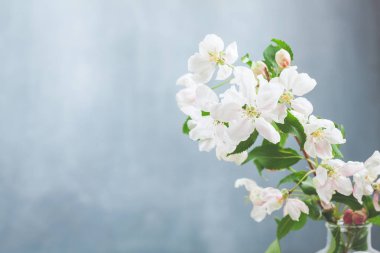 Güzel çiçek açan elma ağacı çiçekler 