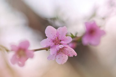 Çiçek açan kiraz ağaç bahar bahçe