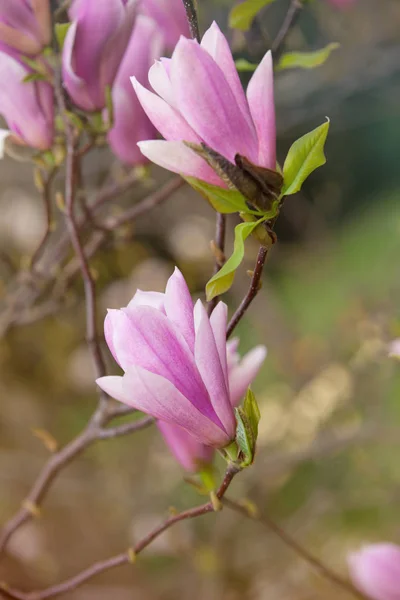 Magnolia Magnifique Arbre Fleurissant Dans Parc Printemps — Photo