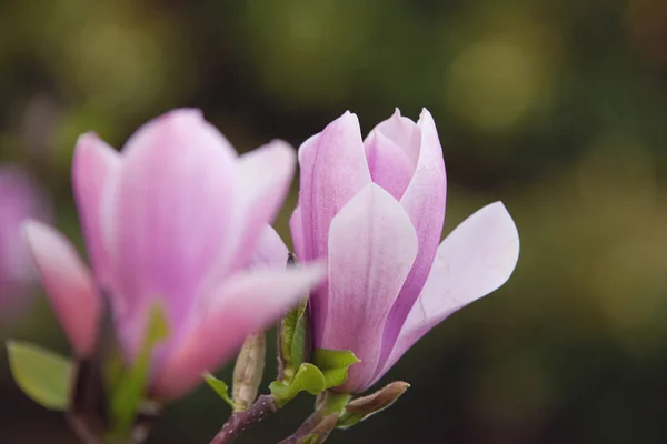 Magnolia Magnifique Arbre Fleurissant Dans Parc Printemps — Photo