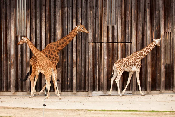 Giraffen Spazieren Zoo Durch Käfigwand — Stockfoto
