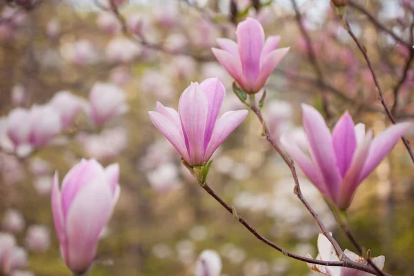 Magnolia Magnifique Arbre Fleurissant Dans Parc Printemps — Photo