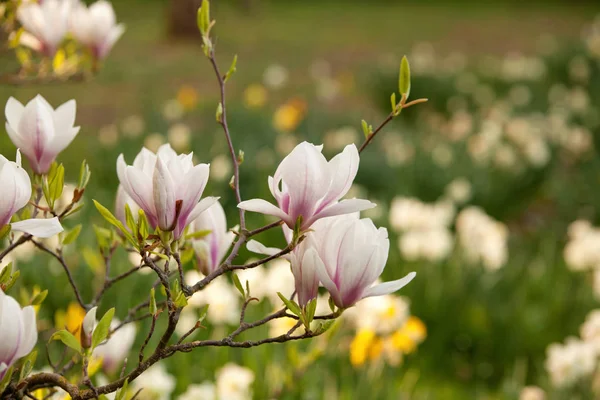 Magnolia Magnifique Arbre Fleurissant Dans Parc Printemps — Photo