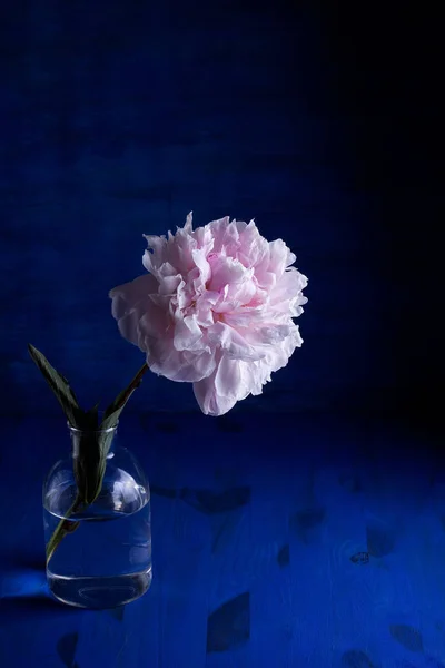 Hermosa Peonía Rosa Sobre Fondo Azul — Foto de Stock