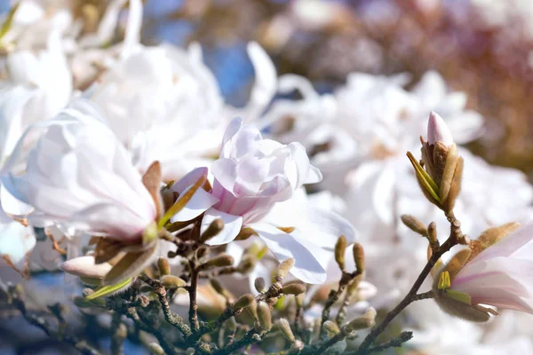 Magnolia Magnifique Arbre Fleurissant Dans Parc Printemps — Photo