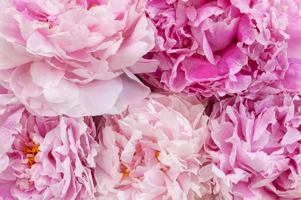 Beautiful Bouquet Tender Spring Peonies — Stock Photo, Image