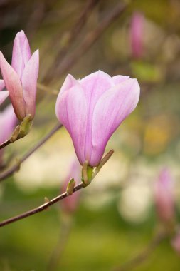 Bahar parkta blooming güzel Manolya ağacı