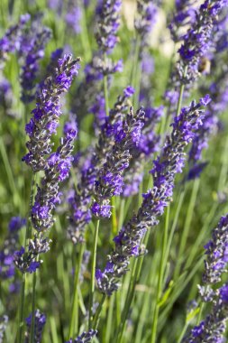 Tarlada aromatik lavanta çiçekler açan