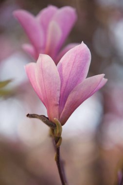 Bahar parkta blooming güzel Manolya ağacı