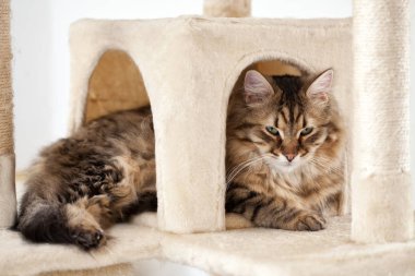 Şirin tüylü kedi rahatlatıcı onun sığınak içinde