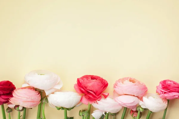 Flores Ranúnculo Rosado Blanco Sobre Fondo Amarillo Asiento Plano Colores — Foto de Stock