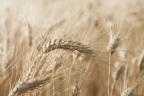 Nyári Mező Golden Fül Háttérrel — Stock Fotó