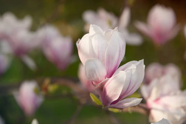 Magnolia Magnifique Arbre Fleurissant Dans Parc Printemps — Photo