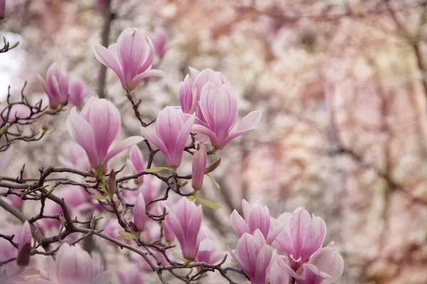 Magnolia Magnifique Arbre Fleurissant Dans Parc Printemps — Photo