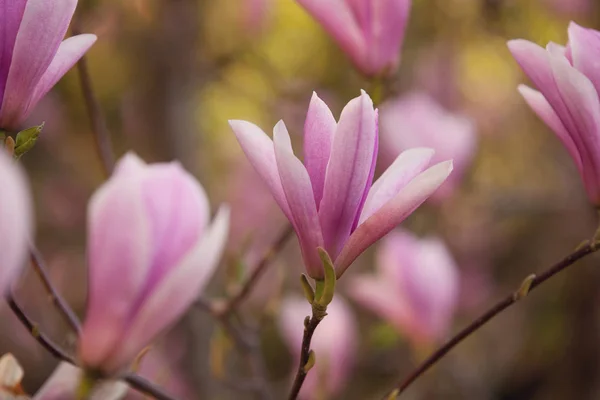Magnolia Magnifique Arbre Fleurissant Dans Parc Printemps — Photo