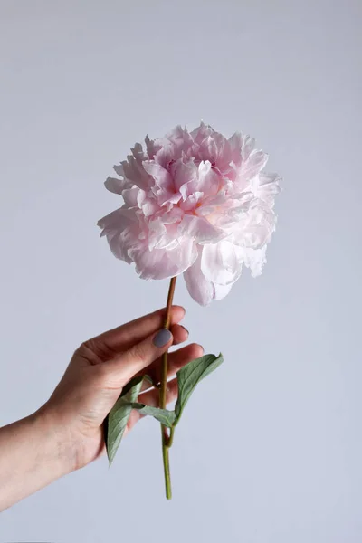 Frauenhand Hält Schöne Rosa Pfingstrose — Stockfoto