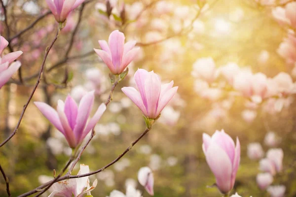 Magnolia Magnifique Arbre Fleurissant Dans Parc Printemps — Photo