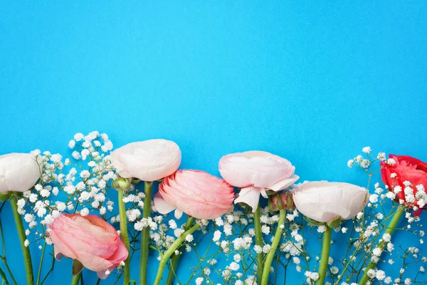 Flores Ranúnculo Rosa Branco Sobre Fundo Azul Plana Leigos Cores — Fotografia de Stock