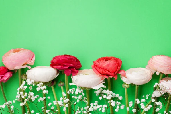 Flores Ranúnculo Rosa Branco Sobre Fundo Verde Plana Leigos Cores — Fotografia de Stock