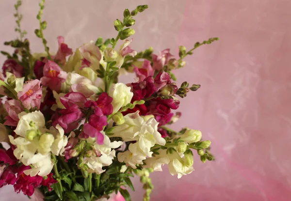 Красиві Ніжні Квіти Рожевому Фоні — стокове фото