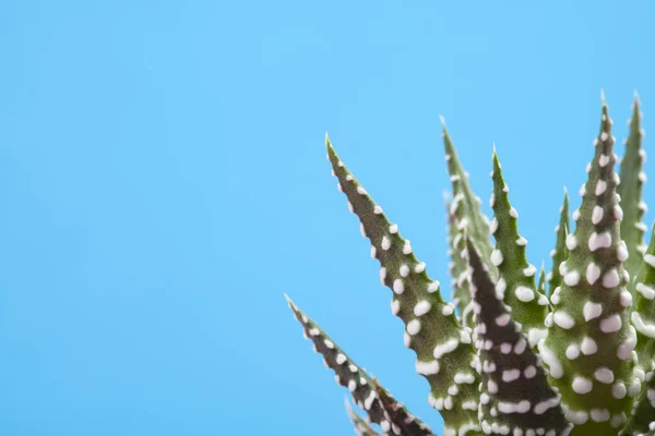 Cactus Sobre Fondo Brillante Con Espacio Copia — Foto de Stock
