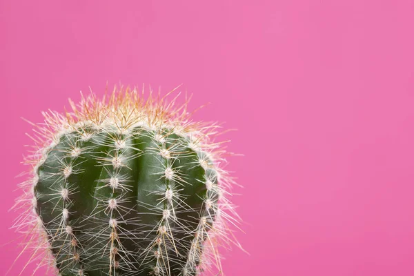 Cactus Sobre Fondo Brillante Con Espacio Copia — Foto de Stock