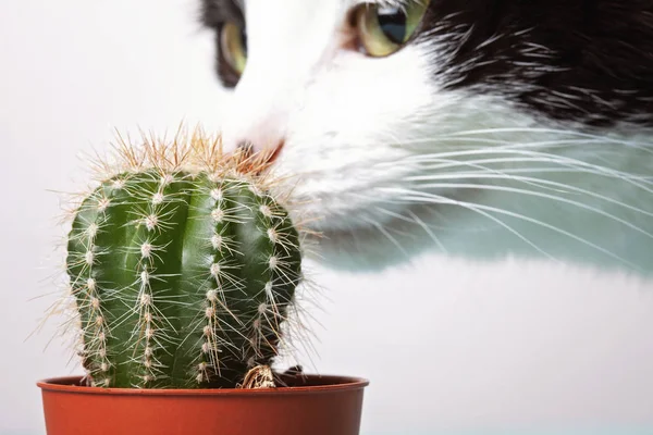 Neugierige Katze Schnüffelt Grünen Kaktus — Stockfoto