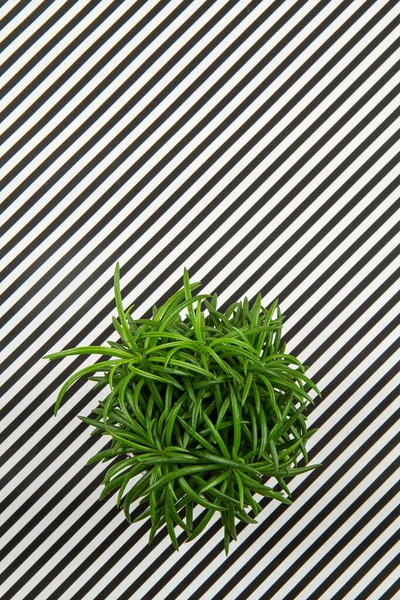 Green decorative plant in the striped pot over the black and whi — Stock Photo, Image