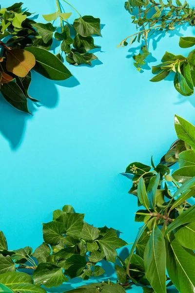 Fondo azul con hojas y plantas verdes y frescas . — Foto de Stock