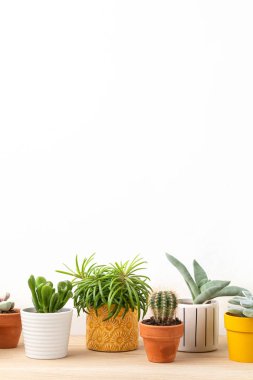 Renkli saksılarda çeşitli sulu bitki ve bitkilerin toplanması. Kaktüs saksısı ve ev bitkileri ışık duvarına dayanıyor. Şık iç bahçe.