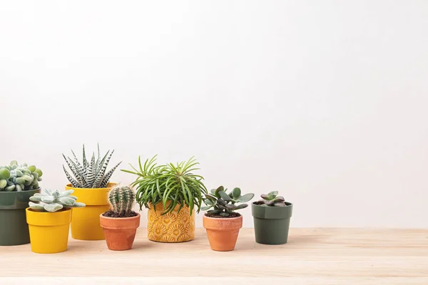 Collection Divers Succulents Plantes Dans Des Pots Colorés Cactus Pot — Photo