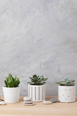 Renkli saksılarda çeşitli sulu bitki ve bitkilerin toplanması. Kaktüs saksısı ve ev bitkileri ışık duvarına dayanıyor. Şık iç bahçe.