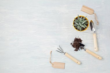 Ev bitkileri ve bahçe aletleri. Işıklı arka planda saksı bitkileri. Şık iç bahçe. Karantina süresince evde bahçe işleri, boş zaman aktiviteleri veya hobi