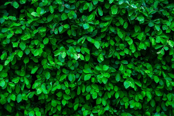 Des gouttes d'eau sur des petites feuilles vertes — Photo