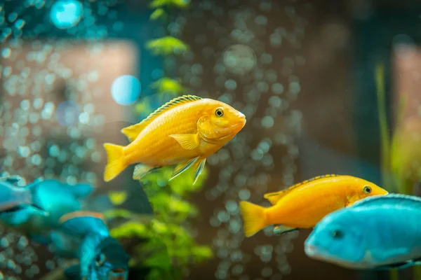 Goldfish in freshwater aquarium with green beautiful planted tro