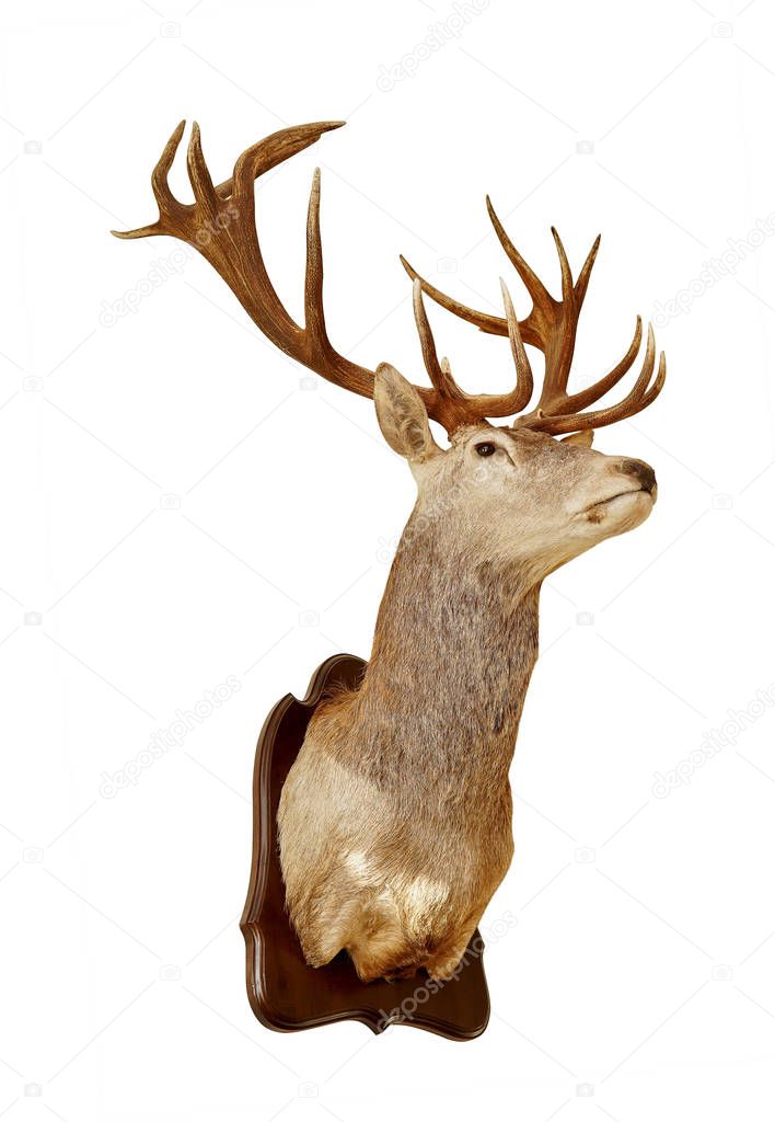 Deer head on a wooden plate isolate on a white background.Taxidermy. Hunting trophy. Hunter wall decoration.