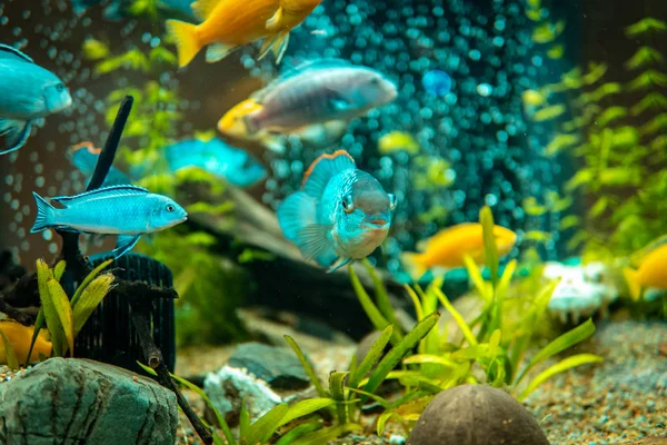 Złota rybka w akwarium słodkowodne z pięknym zielonym posadzone tro — Zdjęcie stockowe