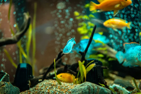 Goldfish in freshwater aquarium with green beautiful planted tro