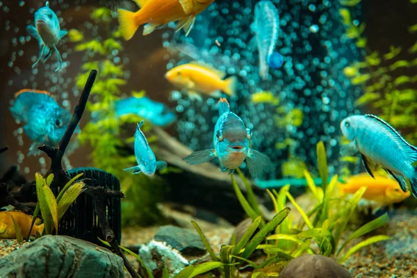 緑の美しい淡水のアクアリウムの金魚が tro を植え — ストック写真