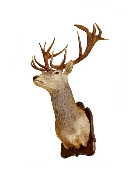 Hertenkop op een houten plaat isoleren op een witte achtergrond.Taxidermie. Jachttrofee. Hunter wanddecoratie. — Stockfoto